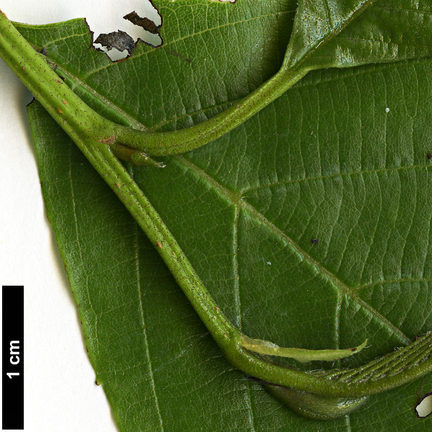 High resolution image: Family: Betulaceae - Genus: Alnus - Taxon: acuminata - SpeciesSub: subsp. glabrata